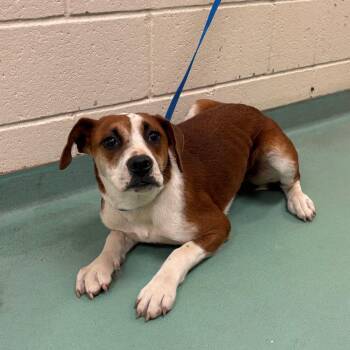 Mixed Breed Dogs Available for Adoption - Sabrina | PetCurious