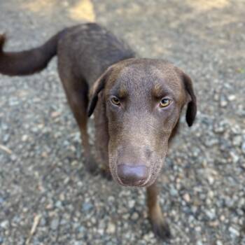 Rescue Chocolate Labrador Retriever Dogs for Adoption in Columbia, South Carolina - Slim | PetCurious