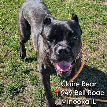 Claire Bear in foster care -  Cane Corso and Mastiff Dog for Adoption in Plainfield, Illinois - Claire Bear In Foster Care | PetCurious