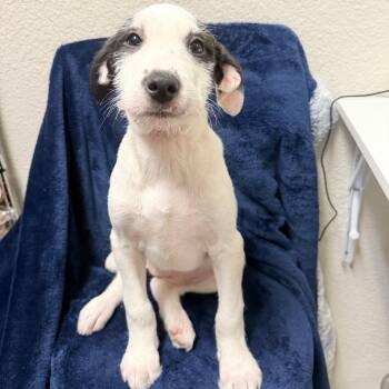 Terrier Dogs Available for Adoption in Parker, Colorado - 439 (2026) Sweet Dee | PetCurious