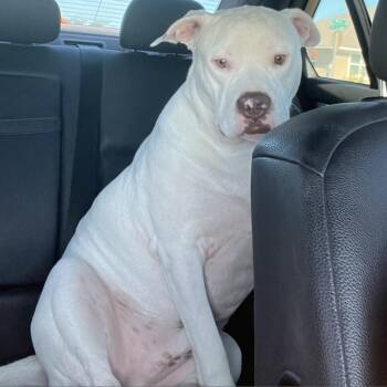 Snow -  American Bulldog Dog Available for Adoption in West Palm Beach, Florida - Snow | PetCurious