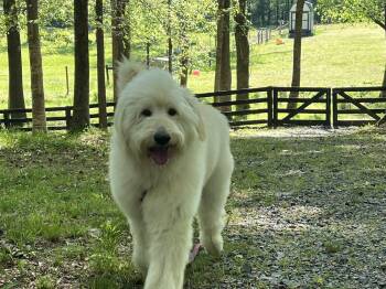 Great Pyrenees and Poodle Dogs Available for Adoption in Mount Pleasant, North Carolina - Benny | PetCurious