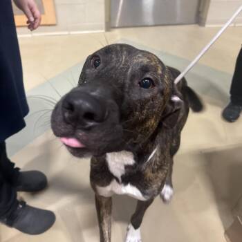 Mr. Bear -  Mixed Breed Dog for Adoption in Winston-salem, North Carolina - Mr. Bear | PetCurious