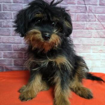 Baron -  Maltese and Mixed Breed Dog for Adoption in Fort Collins, Colorado - Baron | PetCurious