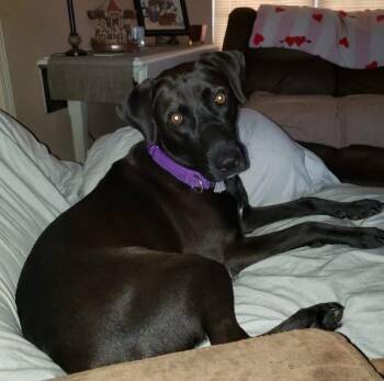 Buffy -  Black Labrador Retriever Dog for Adoption in Brentwood, Tennessee - Buffy | PetCurious