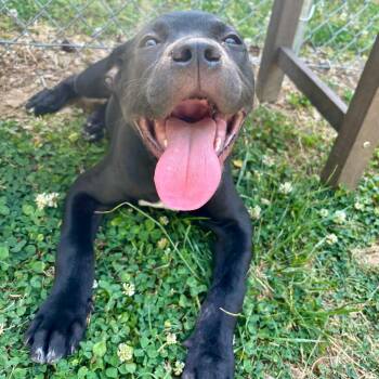 Pit Bull Terrier and Cane Corso Dogs Available for Adoption in Roxboro, North Carolina - Shadow | PetCurious