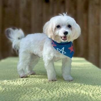 Maltese Dogs Available for Adoption in Miromar Lakes, Florida - Maestro | PetCurious