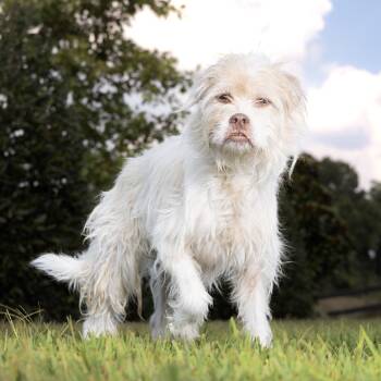 Freyja -  Jack Russell Terrier and Border Terrier Dog for Adoption in Franklin, Tennessee - Freyja | PetCurious