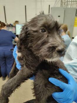 Mixed Breed Dogs Available for Adoption in Fruit Heights, Utah - Jazlyn | PetCurious