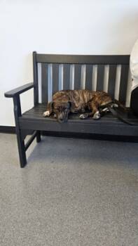 Rescue Mixed Breed Dogs for Adoption in West Chester, Pennsylvania - Mocha | PetCurious