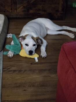 Lola -  Fox Terrier Dog for Adoption in Plymouth, Michigan - Lola | PetCurious