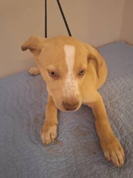 Dawn -  Yellow Labrador Retriever and English Pointer Dog for Adoption in Melbourne, Arkansas - Dawn | PetCurious
