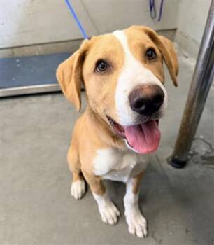 Labrador Retriever and Border Collie Dogs Available for Adoption in Camarillo, California - MAX | PetCurious