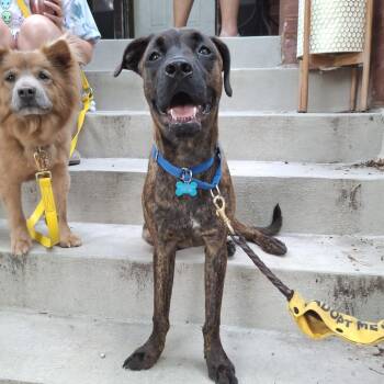 Giardiniera -  Boxer and Mixed Breed Dog for Adoption in La Grange, Kentucky - Giardiniera | PetCurious