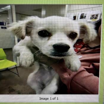 Chihuahua Dogs Available for Adoption in Northbrook, Illinois - Stethoscope | PetCurious