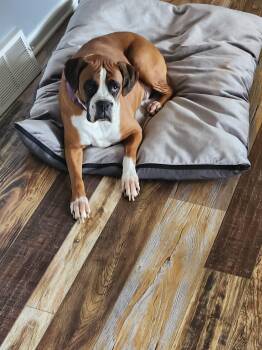 Boxer Dogs Available for Adoption - Casey | PetCurious