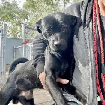 Terrier Dogs Available for Adoption in Oakland, California - Sullivan | PetCurious