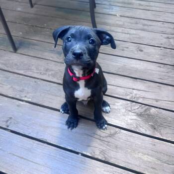 Henry -  Black Labrador Retriever Dog for Adoption in Charlotte, North Carolina - Henry | PetCurious