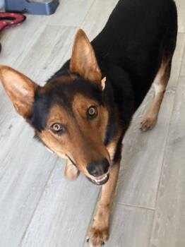 German Shepherd Dog Dogs Available for Adoption in Chandler, Arizona - LOKI #12 | PetCurious