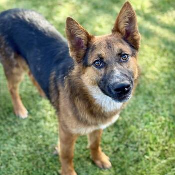 Australian Kelpie Dogs Available for Adoption - Brisket | PetCurious