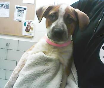 Rescue Mixed Breed Dogs for Adoption in Nashville, Tennessee - A443472 | PetCurious