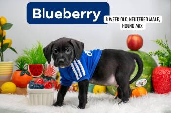 Blueberry -  Hound and Labrador Retriever Dog for Adoption in Sevierville, Tennessee - Blueberry | PetCurious