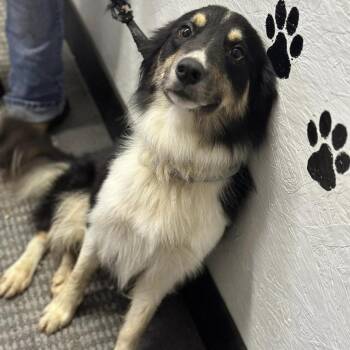 Zuko -  Border Collie and Mixed Breed Dog for Adoption in Nashville, Tennessee - Zuko | PetCurious