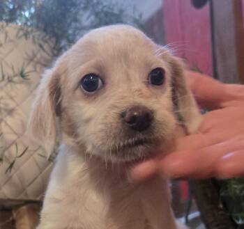 Swift -  Labradoodle Dog for Adoption in Cumming, Georgia - Swift | PetCurious