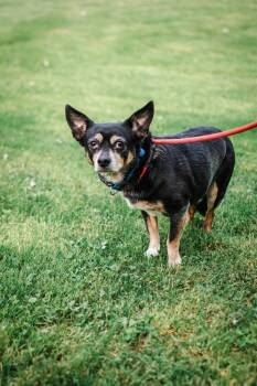 Rescue Chihuahua Dogs for Adoption in Frankfort, New York - Rocky | PetCurious