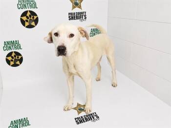 American Bulldog and Mixed Breed Dogs Available for Adoption in Winter Haven, Florida - ADONIS | PetCurious