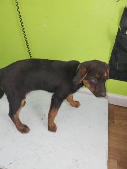 Australian Shepherd Dogs Available for Adoption - Terri | PetCurious