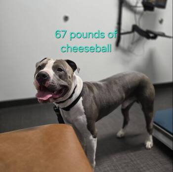 Brock -  Pit Bull Terrier Dog for Adoption in Eugene, Oregon - Brock | PetCurious