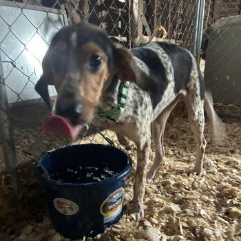 Hound Dogs Available for Adoption - Trixie | PetCurious