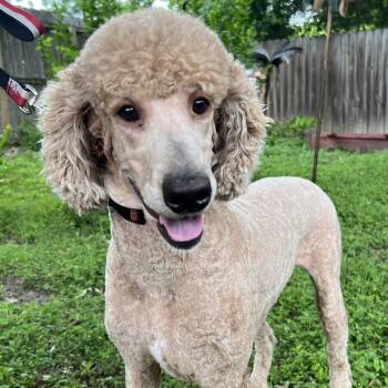 Kirby -  Goldendoodle Dog Available for Adoption in Bellaire, Texas - Kirby | PetCurious