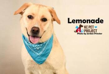 Labrador Retriever and Mixed Breed Dogs Available for Adoption in Kansas City, Missouri - Lemonade | PetCurious