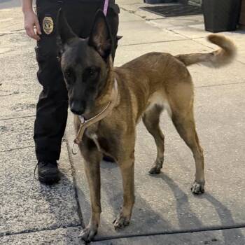 Dream -  Belgian Shepherd Malinois Dog for Adoption in Newark, New Jersey - Dream | PetCurious