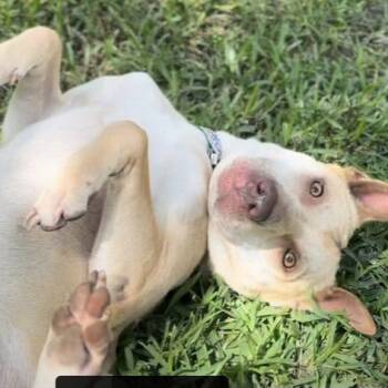 Rescue Carolina Dog Dogs for Adoption in Longview, Texas - Boogie | PetCurious