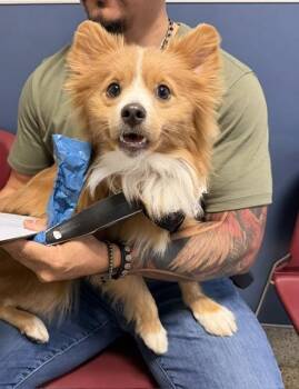 Pomeranian Dogs Available for Adoption in Doral, Florida - FOXY | PetCurious