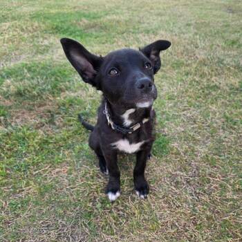 Black Labrador Retriever and Catahoula Leopard Dog Dogs Available for Adoption in Pottsboro, Texas - Tex | PetCurious