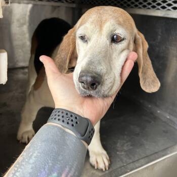 Beagle Dogs Available for Adoption - Odessa | PetCurious