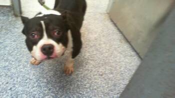 Pit Bull Terrier and Mixed Breed Dogs Available for Adoption in Charlotte, North Carolina - A1265080 | PetCurious