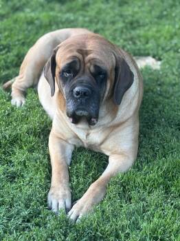 Mastiff Dogs Available for Adoption in Russellville, Ohio - Charlotte  | PetCurious
