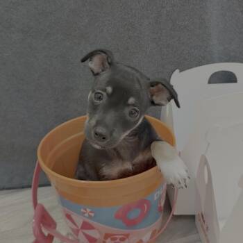 Chihuahua and Mixed Breed Dogs Available for Adoption in Bradenton, Florida - Old Fashioned Munchkin | PetCurious