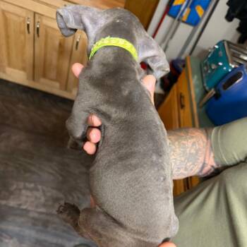 Green Collar -  Cane Corso Dog for Adoption in Manchester, Pennsylvania - Green Collar | PetCurious