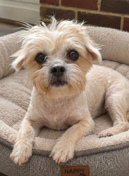 Shih Tzu and Terrier Dogs Available for Adoption in Hazelwood, Missouri - Zoey | PetCurious