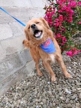 Manolo -  Golden Retriever Dog Available for Adoption - Manolo | PetCurious