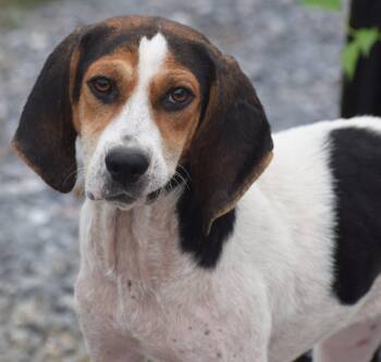 Nori-Available www.lhar.dog to apply -  Hound Dog for Adoption in Frederick, Maryland - Nori-Available Www.lhar.dog To Apply | PetCurious