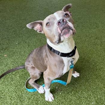 Mixed Breed Dogs Available for Adoption in West Palm Beach, Florida - Chef Crawdad | PetCurious