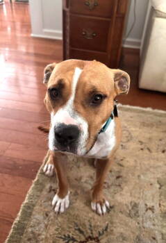 Rescue American Staffordshire Terrier Dogs for Adoption in Arlington, Virginia - Honey | PetCurious