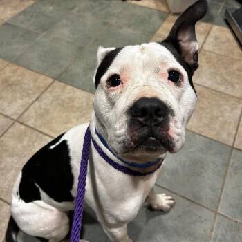 Cowboy -  Mixed Breed Dog for Adoption in Chattanooga, Tennessee - Cowboy | PetCurious